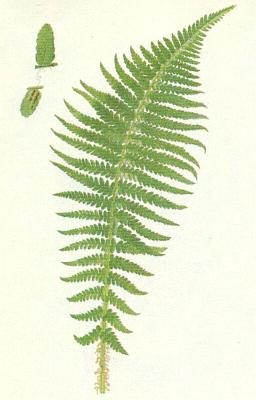 Kapradiny - Kapra samec