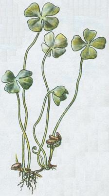 Kapradiny - Marsilka tylist