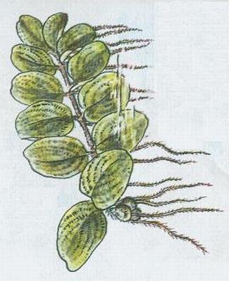 Kapradiny - Nepukalka plovouc