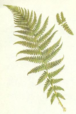 Kapradiny - Papratka sami