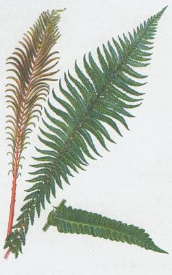 Kapradiny - Provnk ptros