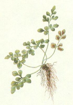 Kapradiny - Slezink zedn