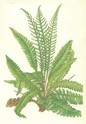 Kapradiny - ebrovice rznolist