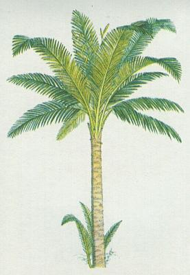 Cykasy - Cykas revoluta