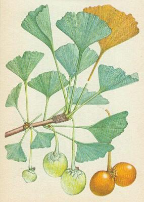 Jinany - Jinan dvoulalon