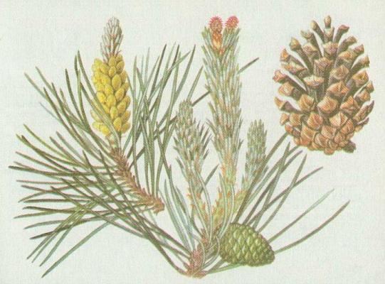 Jehlinany - Borovice kle 