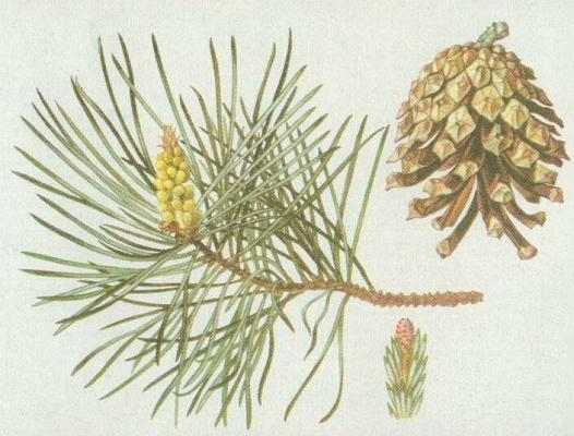 Jehlinany - Borovice lesn