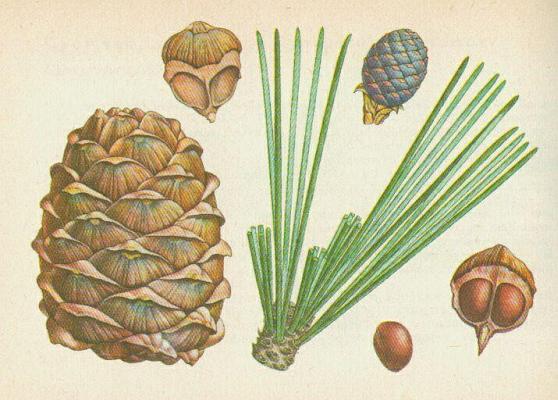 Jehlinany - Borovice limba