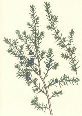 Jehlinany - Jalovec obecn