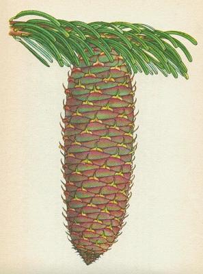 Jehlinany - Jedle blokor