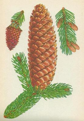 Jehlinany - Smrk obecn