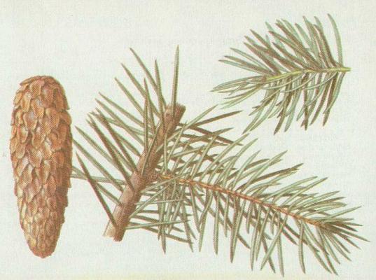 Jehlinany - Smrk pichlav