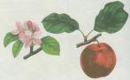 Růžovité - Jabloň domácí